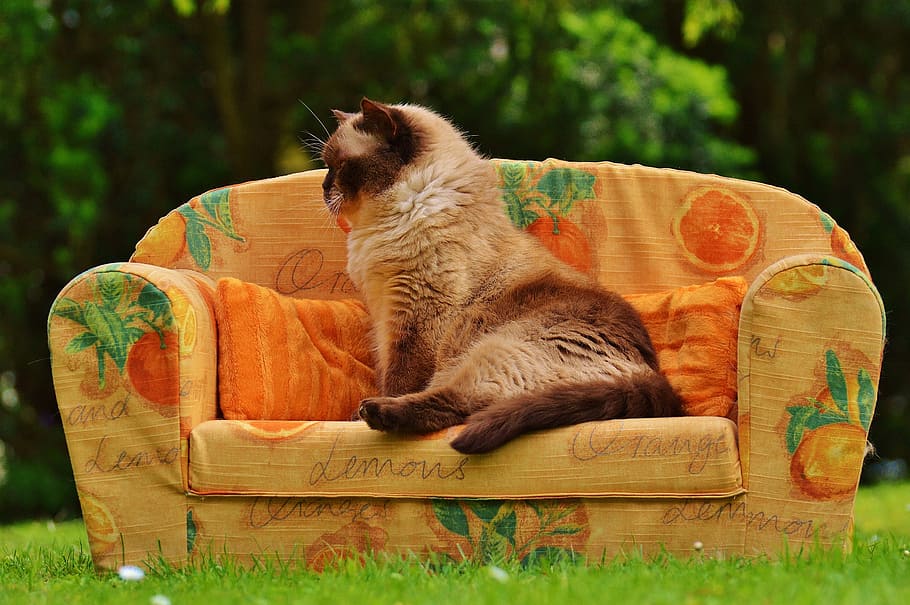 sofa, couch, cat, british shorthair, thoroughbred, fur, brown, HD wallpaper