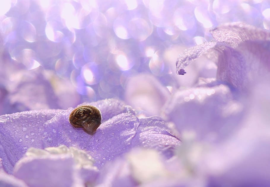 purple leaf plant, snail, shell, mollusk, close, snail shell HD wallpaper
