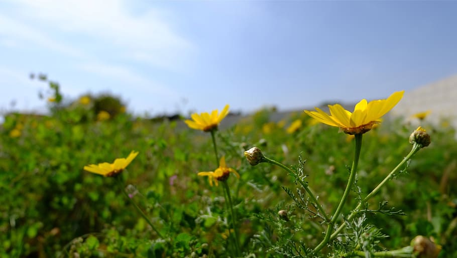 flowers, daisies, nature, spring, wildflowers, plants, flowering plant HD wallpaper