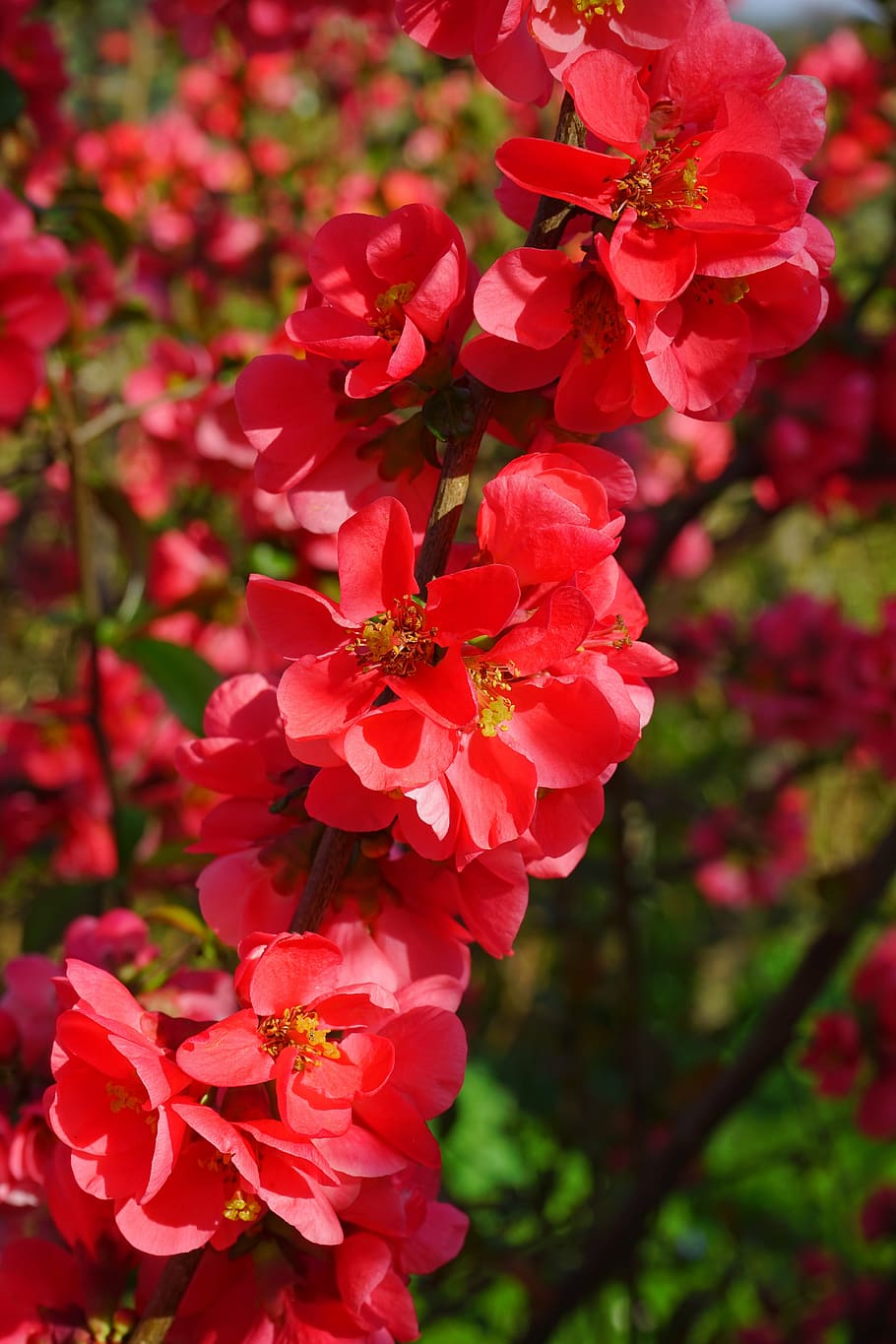 japanese ornamental quince, flowers, red, red orange, bush