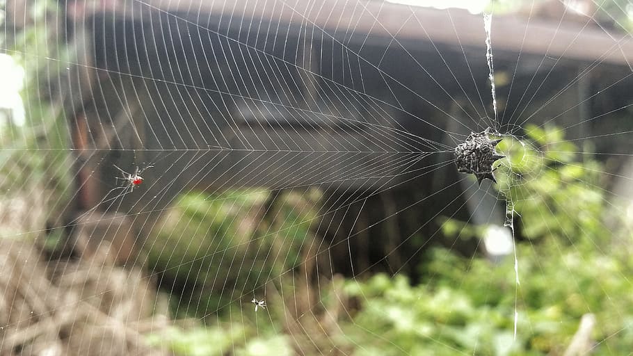 spider, nature, spiderweb, trap, creation, outdoors, arachnid HD wallpaper
