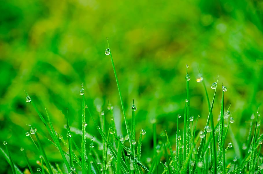 selective focus photo of green grasses with dew drops at daytime HD wallpaper