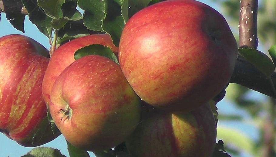 fruit, apple, vitamins, delicious, bless you, food, healthy eating HD wallpaper