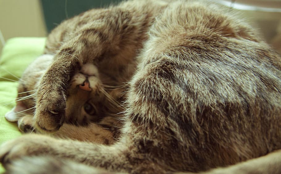 gray tabby kitten curling up on green textile, cat, tired, sleep HD wallpaper