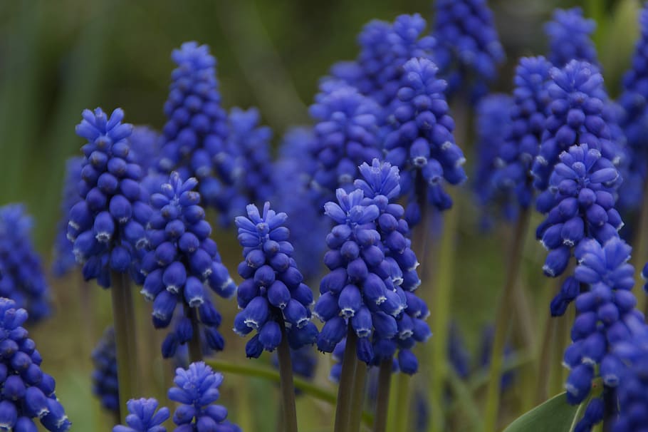 Hyacinth, Spring, Flower, Plant, many, blue, hyacinthus, garden hyacinth, HD wallpaper