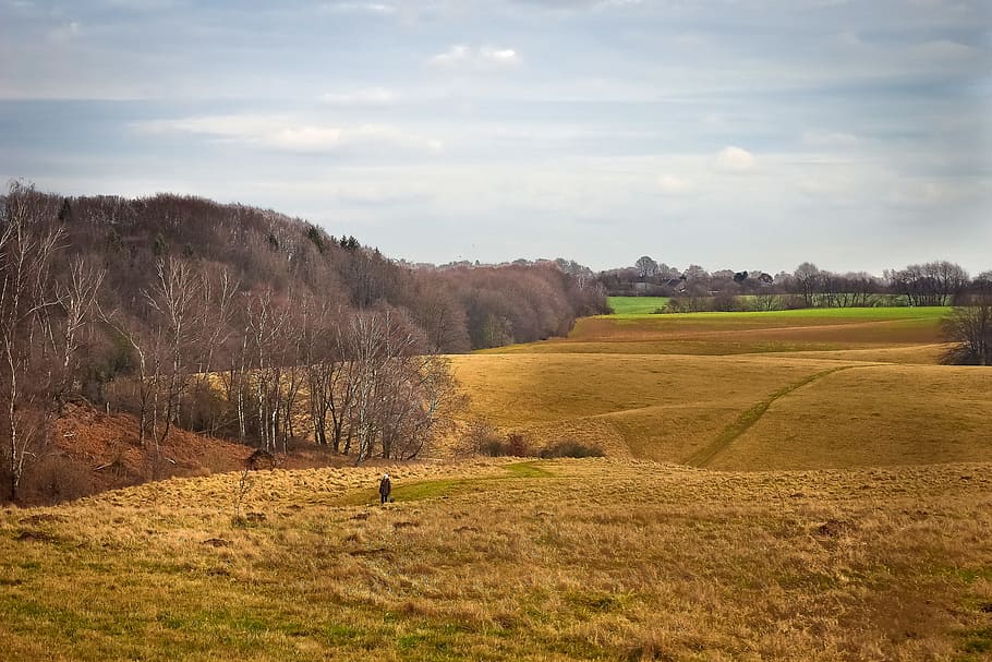 Landscape, Nature, Meadow, Forest, of course, clouds, sky, hill HD wallpaper
