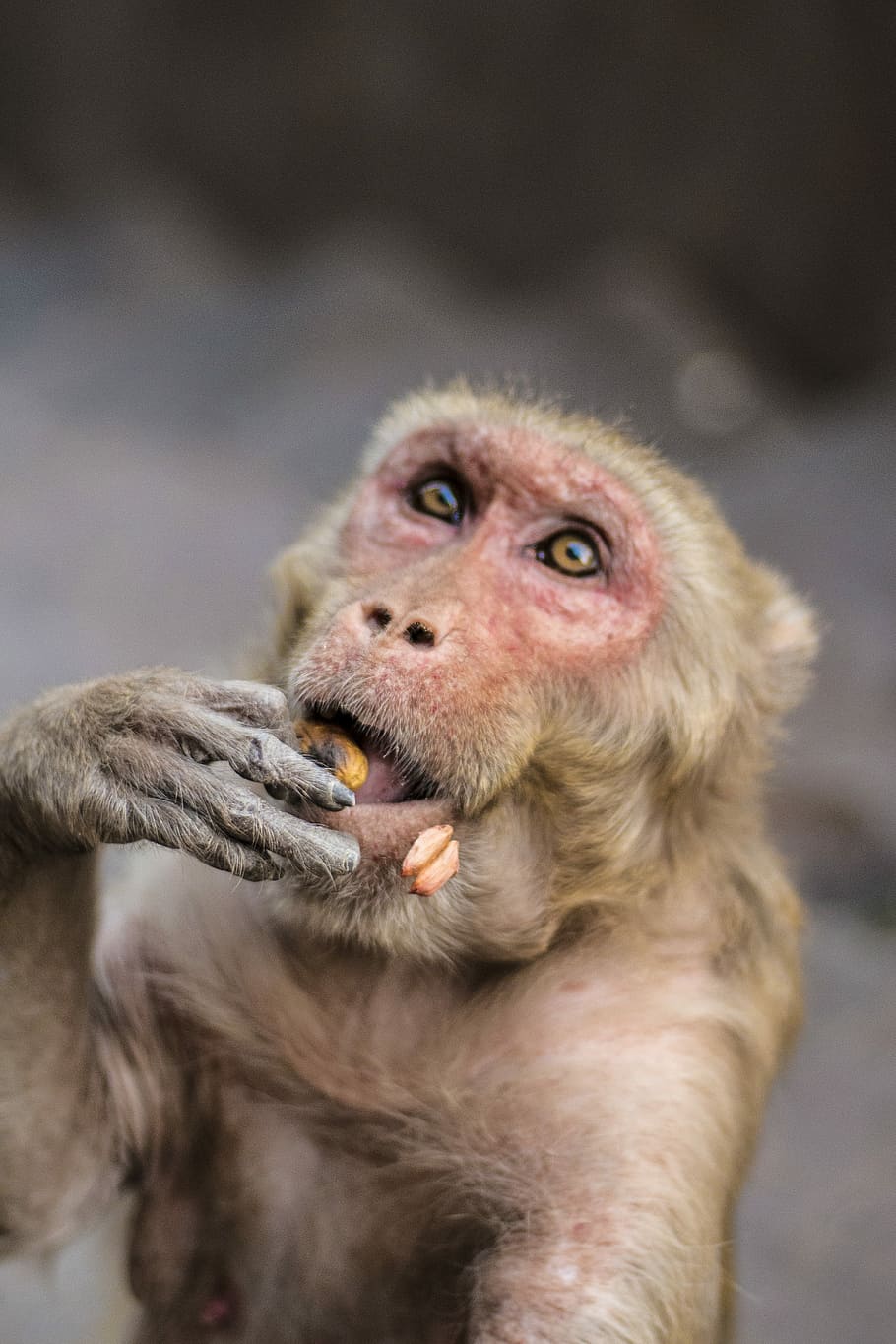 brown monkey in shallow focus photography, photo of brown monkey eating seed HD wallpaper