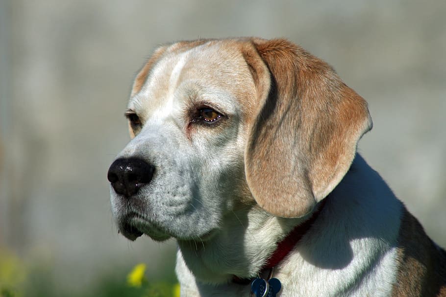 close-up photo of white and brown dog, beagle, snuff, hound HD wallpaper