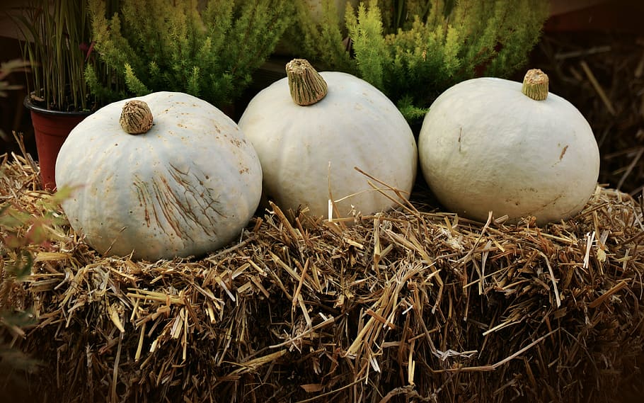 three squash vegetable on hay, pumpkin, white pumpkin, casper HD wallpaper