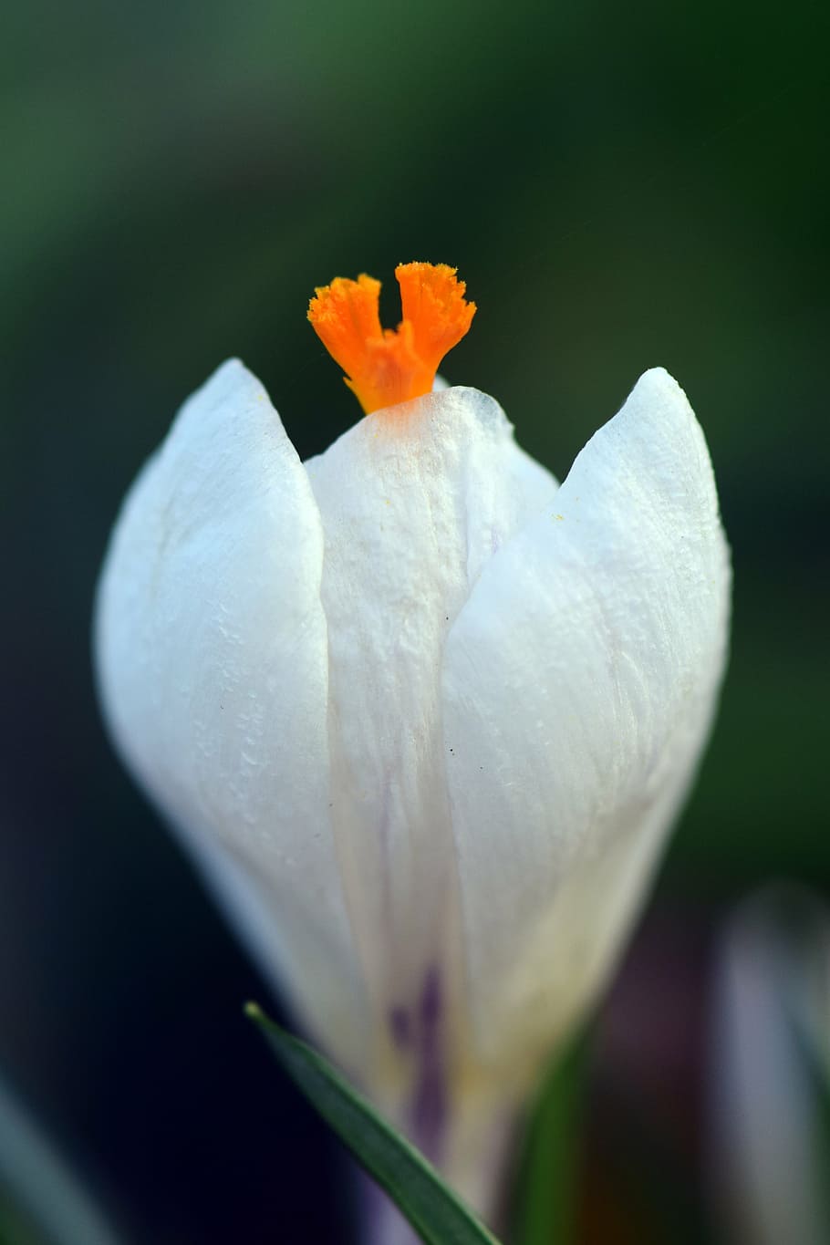 crocus, white, spring, flower, blossom, bloom, nature, spring crocus HD wallpaper
