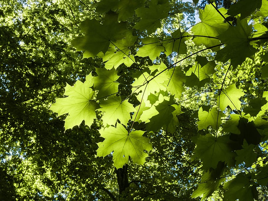 green leaves near green tree, leaf, branch, shadow play, plant HD wallpaper
