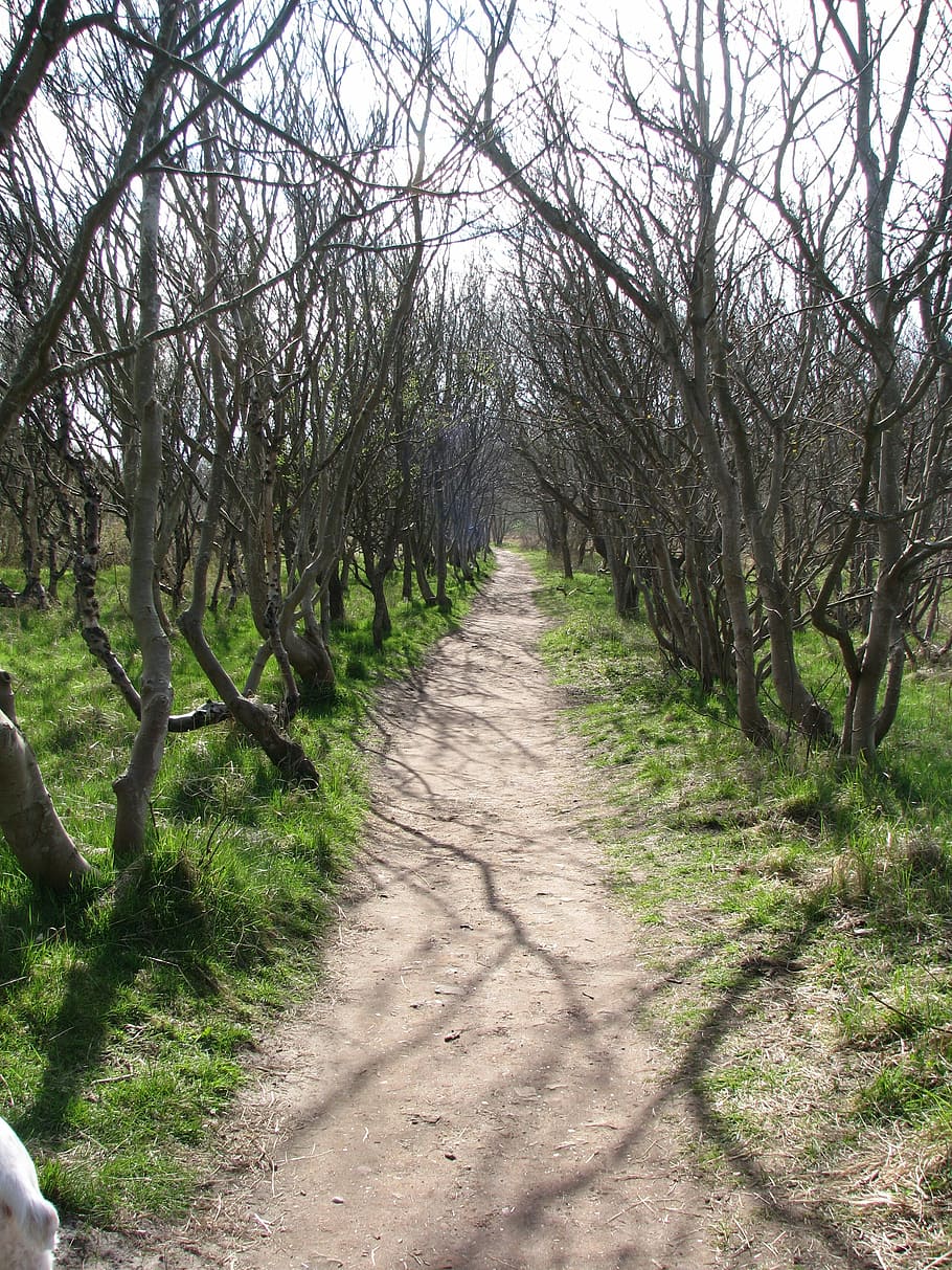 Forest, Crippled, Away, Trees, Nature, landscape, branch branches HD wallpaper
