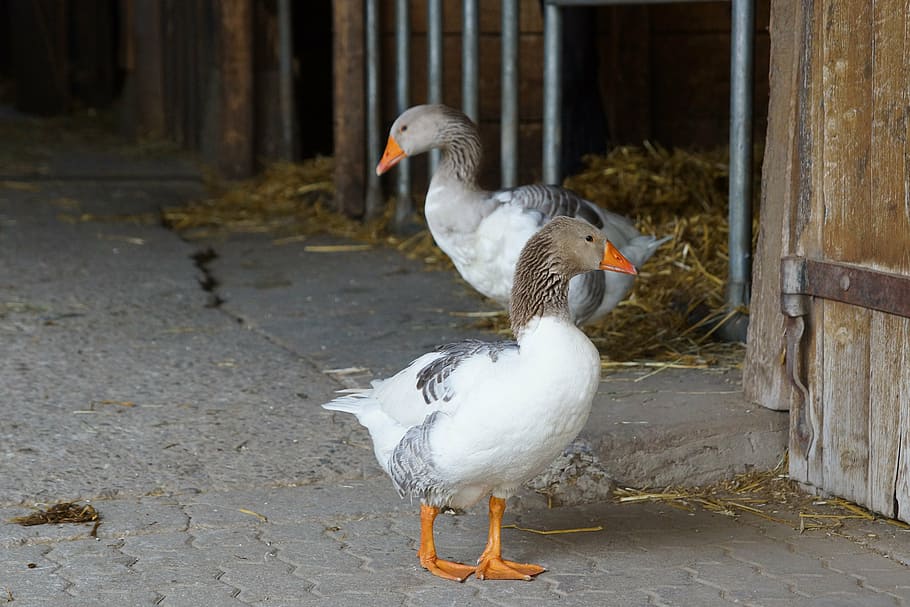animals, goose, bird, nature, outdoors, duck, animal themes HD wallpaper