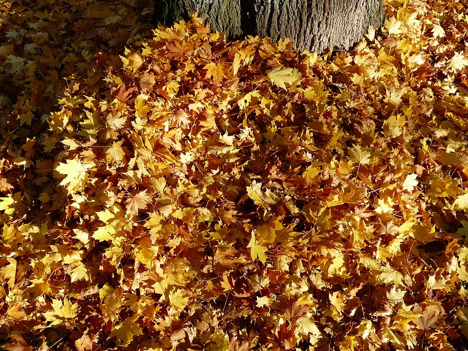 Leaves, Leaf, Piles, Autumn, Fall, Fall Foliage, leaf piles, HD wallpaper