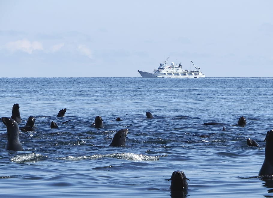 navy seals, rookery, harem, sea ​​stones, calm, seascape HD wallpaper