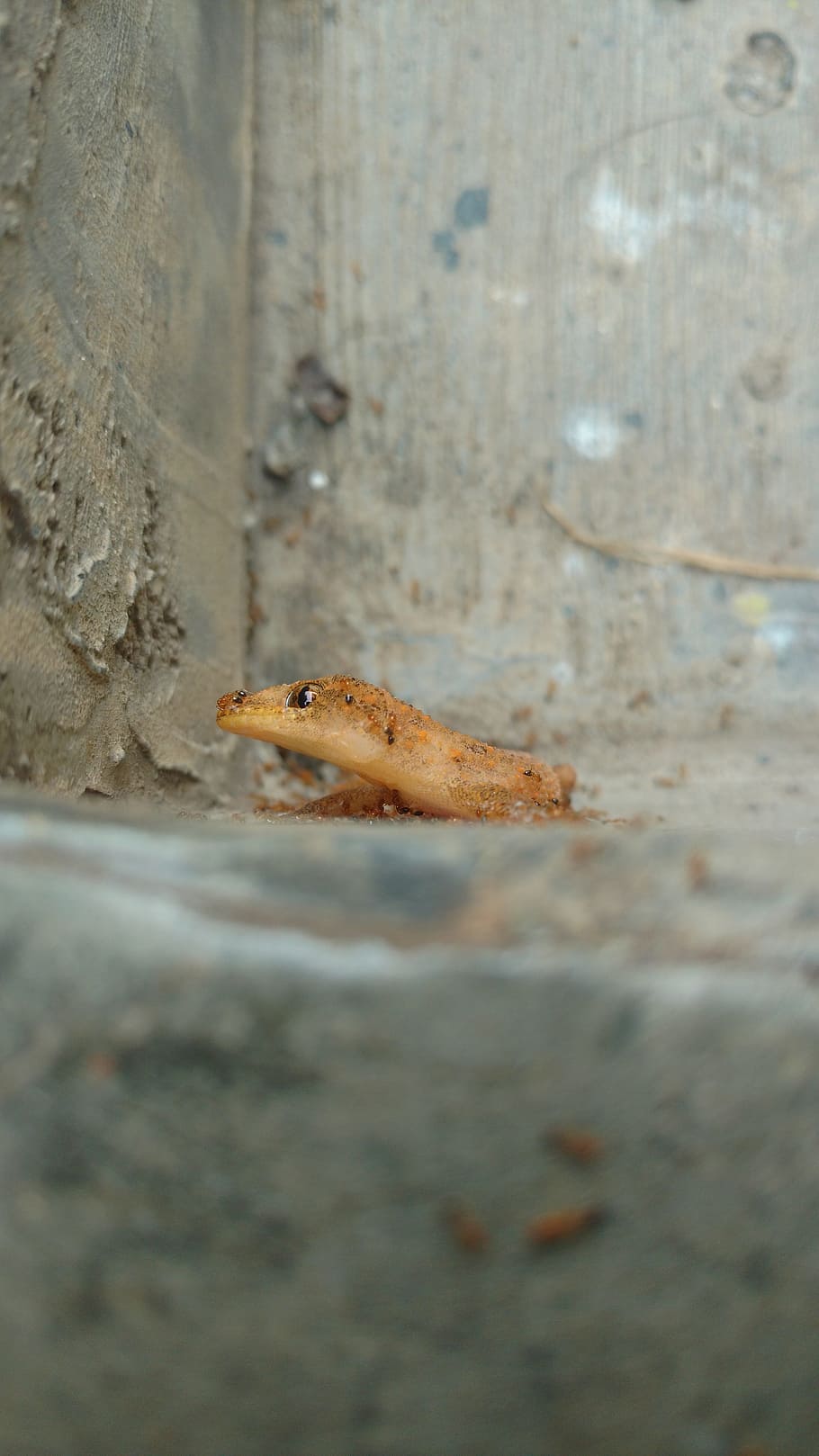 reptile, stone, eye, one animal, animal themes, animals in the wild HD wallpaper