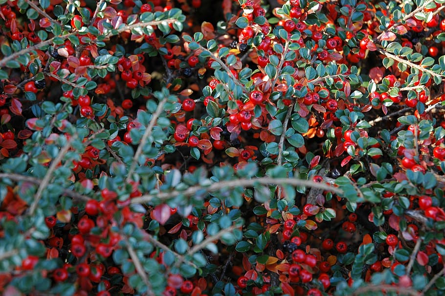 berries, autumn, cotoneaster, berry, fall, nature, plant, branch HD wallpaper
