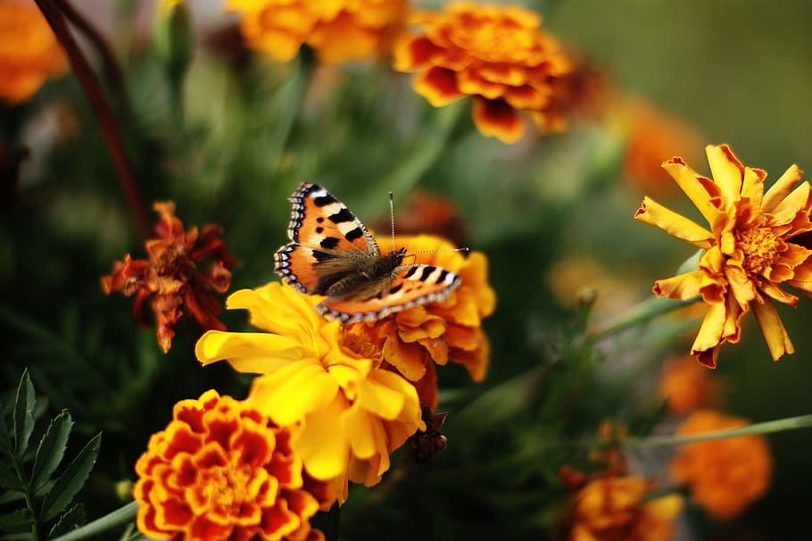 butterfly, flower, summer, insect, nature, insects, plant, wings HD wallpaper