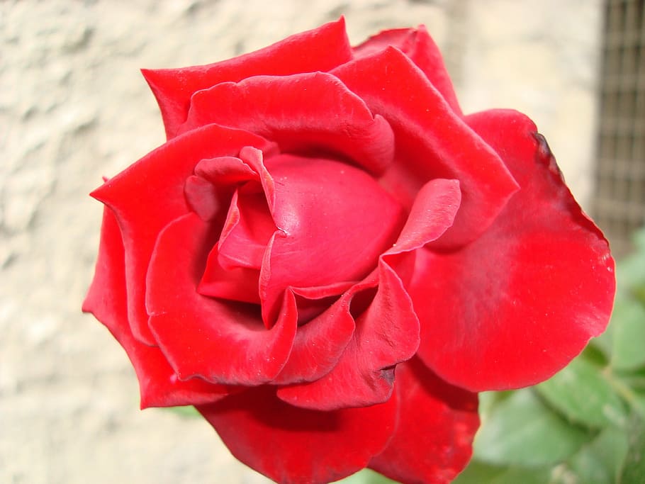 rosa, flower, red, red rose, rose - Flower, nature, petal, close-up HD wallpaper