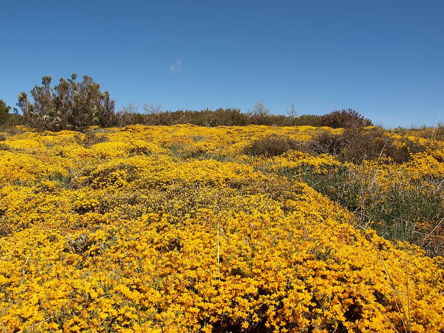 fields, flower, yellow, idyllic, plant, beauty in nature, flowering plant HD wallpaper
