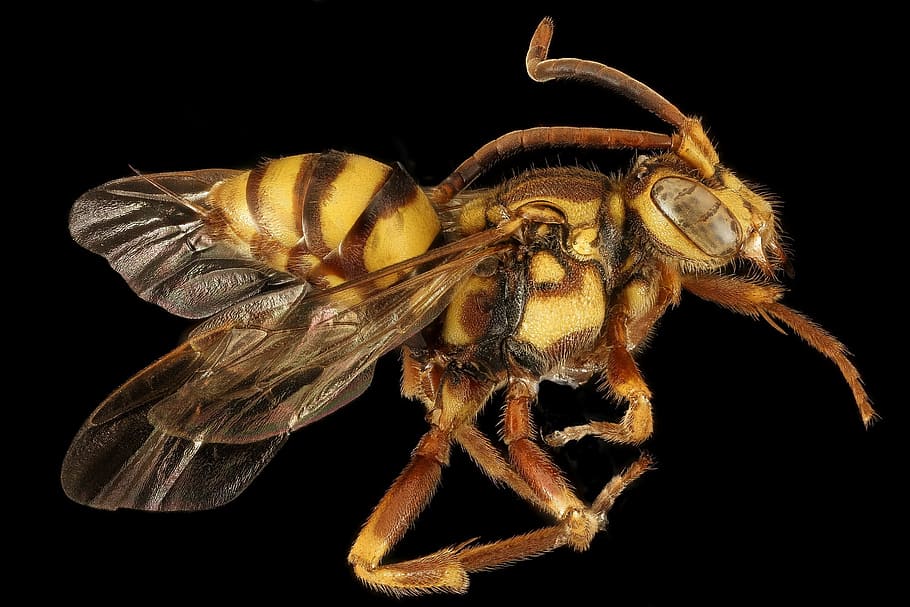 photography of yellow and black bee taxidermy, insect, macro HD wallpaper