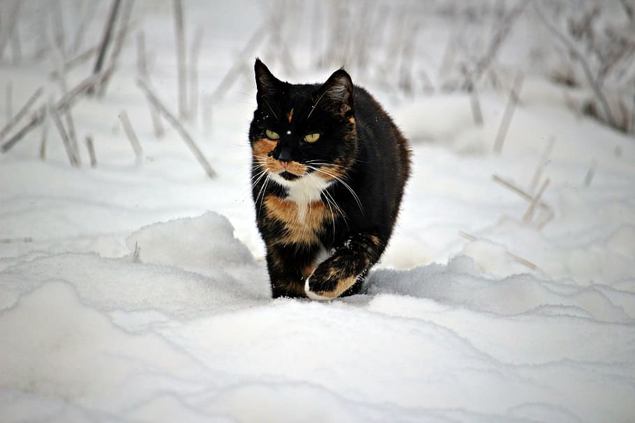 cat, winter, snow, mieze, kitten, frost, frozen, lucky cat HD wallpaper