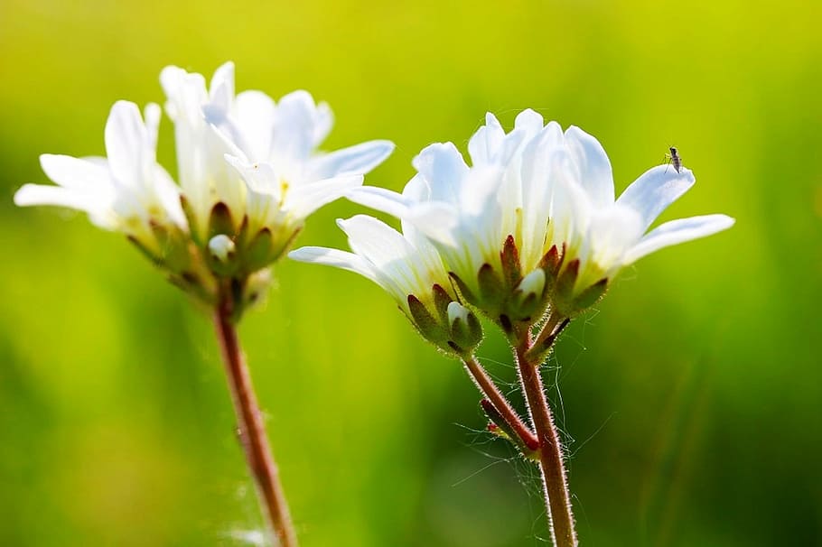 white, stone herb, green, spring, garden, nature, plant, flowers HD wallpaper