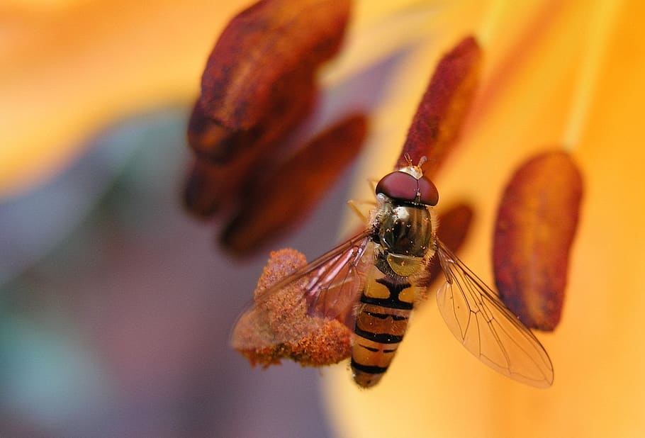 fly, lily, insect, invertebrate, animal wildlife, animal themes HD wallpaper