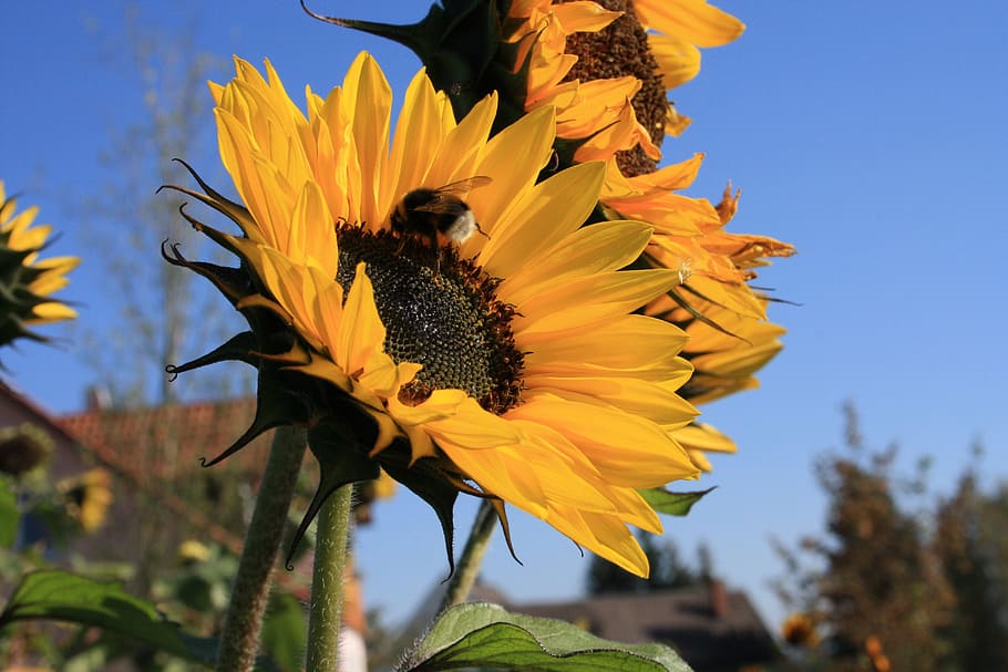 sun flower, bee, sky, blue, autumn, blue sky, summer, sunflower HD wallpaper