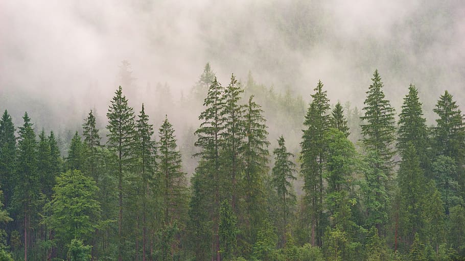 foggy forest, landscape photo of forest in midst of a mist, conifer HD wallpaper