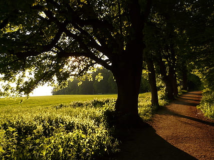 silhouette photography of green leaf trees, sunlight, avenue HD wallpaper