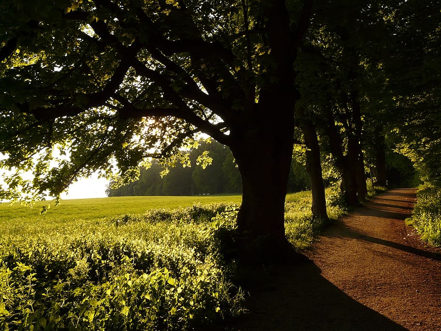 silhouette photography of green leaf trees, sunlight, avenue HD wallpaper