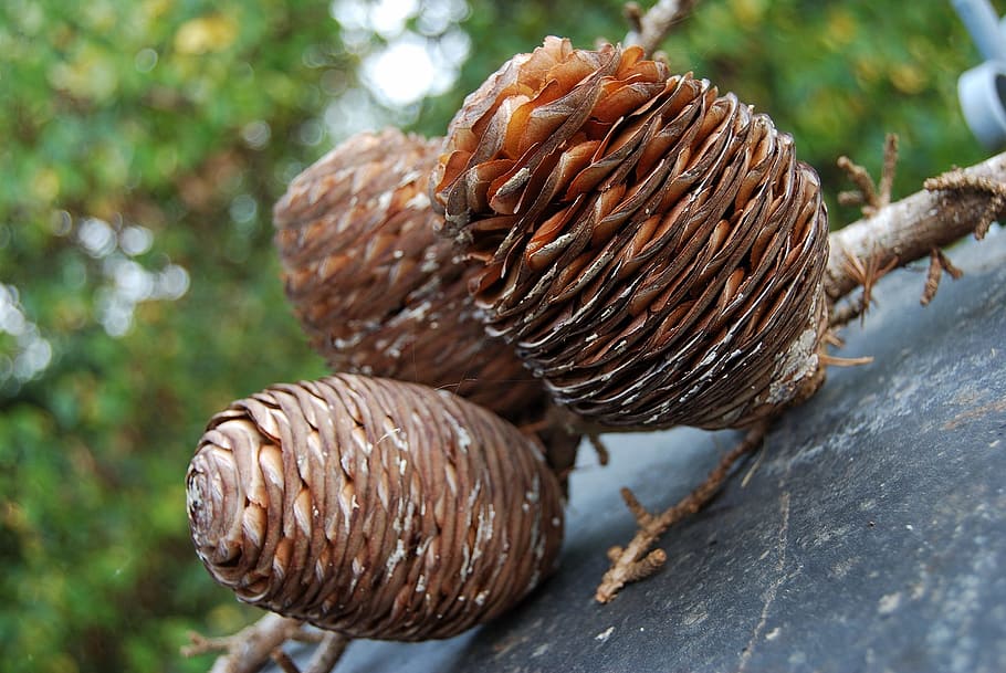 Autumn, Acorn, large, animal themes, day, one animal, close-up HD wallpaper
