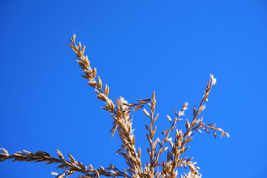 blue sky, wheat, plant, nature, no people, clear sky, tree HD wallpaper