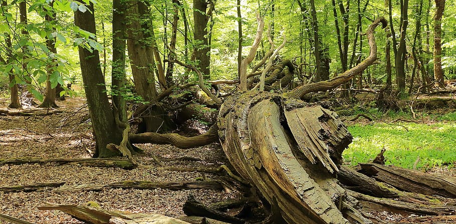 Forest, Nature, Tree Root, old root, morsch, tree stump, wilderness HD wallpaper