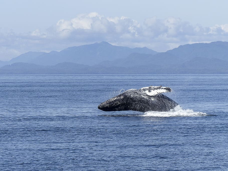 Humpback Whale, Natural Spectacle, nature, mammal, animal, wildlife