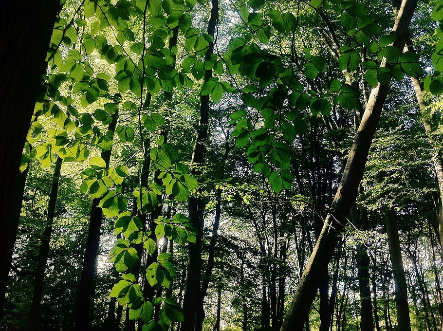 trees, nature, landscape, park, of course, mood, forest, leaf HD wallpaper