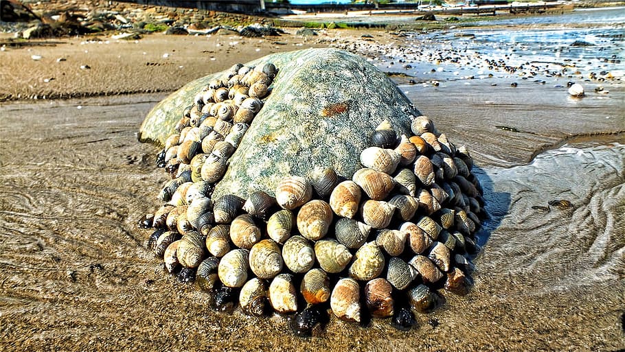 shells, pebbles, sea, ocean, marine, life, shore, land, nature HD wallpaper
