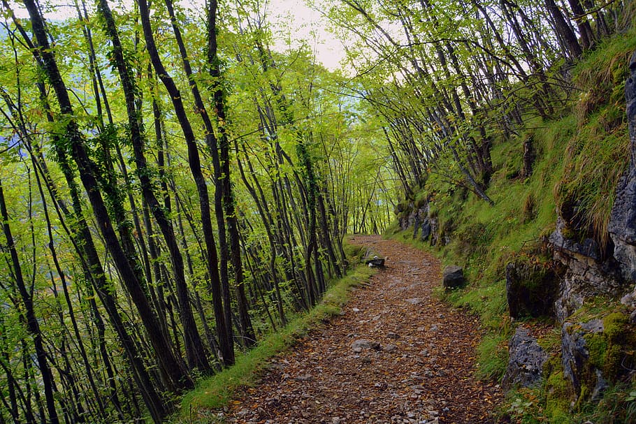 excursion, forest, autumn, trail, mountain, the european path HD wallpaper