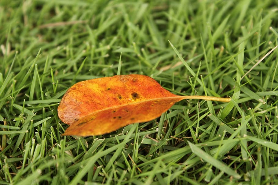 orange leaf, one leaf, autumn, fall, grass, small leaves, green grass HD wallpaper