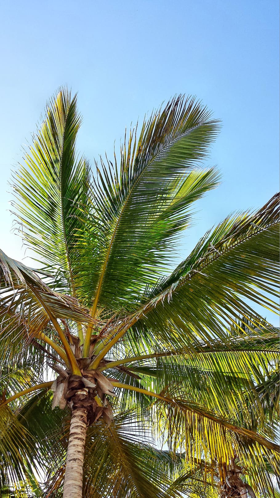 Online crop | HD wallpaper: palma, palme, coconuts, palm tree, tropical ...