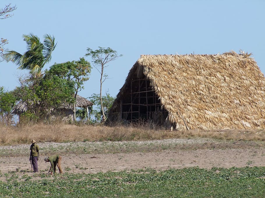 tobacco, farm, farmer, hut, thatched, farm hut, plantation, HD wallpaper