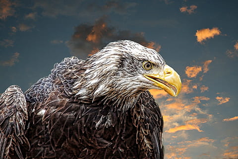 American bald eagle illustration, adler, white tailed eagle HD wallpaper