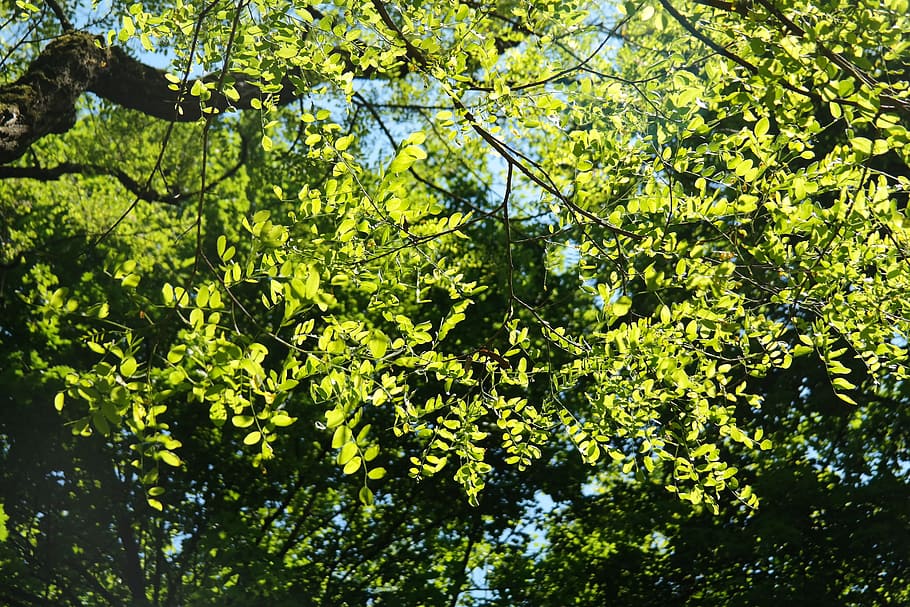 Leaves, Green, Robinia, Common, Maple, common maple, robinia pseudoacacia, HD wallpaper