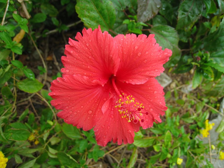 Hibiscus, Red, Leaf, green, drop of water, call, rain, ishigaki island HD wallpaper
