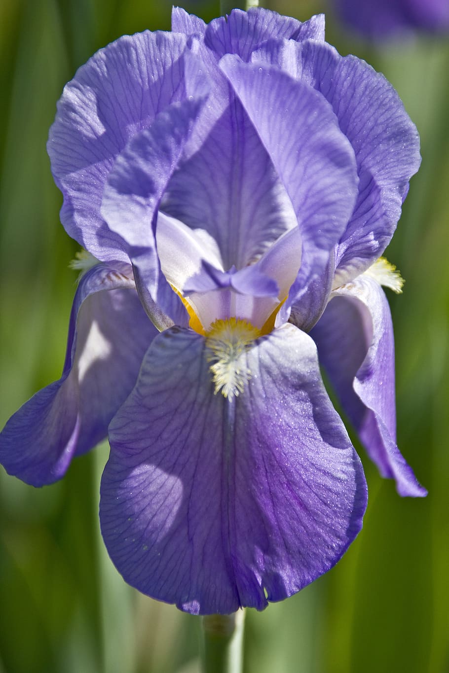 iris, bloom, flower, spring, plant, purple, blooming, petal HD wallpaper
