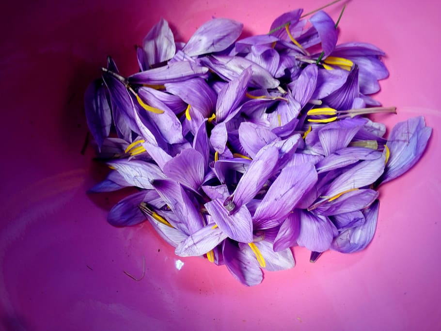 Saffron, Flower, Nature, pistil, flowers, petals, stamens, purple, HD wallpaper