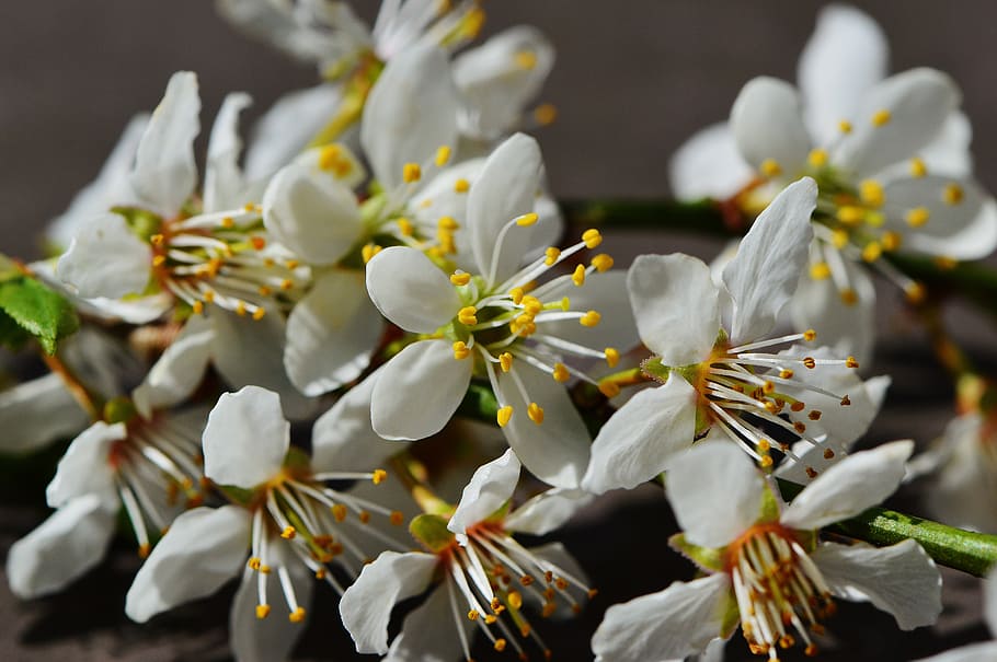 spring, blossom, bloom, nature, plant, tree, garden, white HD wallpaper