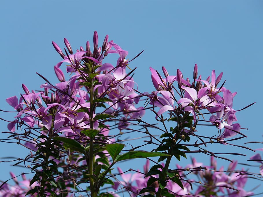 Spider Flower, Spider Plant, blossom, bloom, pink, violet, red, HD wallpaper