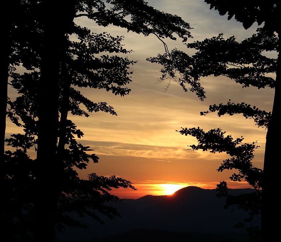sunset, tree, sky, nature, silhouette, plant, beauty in nature HD wallpaper